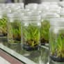 plant tissue culture