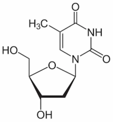 beta thymidine