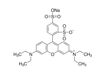 sulforhodamine b