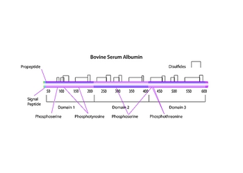 albumine bovine (fraction v)