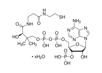 coash (coenzyme a-sh), 80%