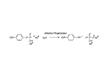 phosphatase alkaline