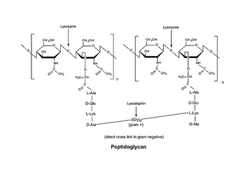 lysozyme, from chicken egg white