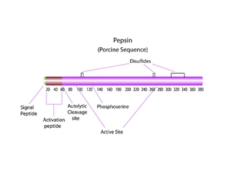 pepsin, from porcine gastric mucosa lyophilized powder, ≥2,500 units/mg protein (e1%/280)