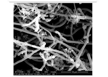 carbon nanofibers, dia 200-600 nm, 70%
