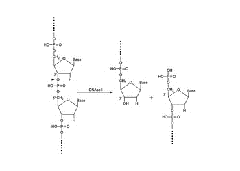 deoxyribonuclease