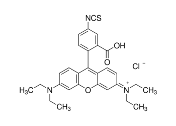 rhodamine b isothiocyanate